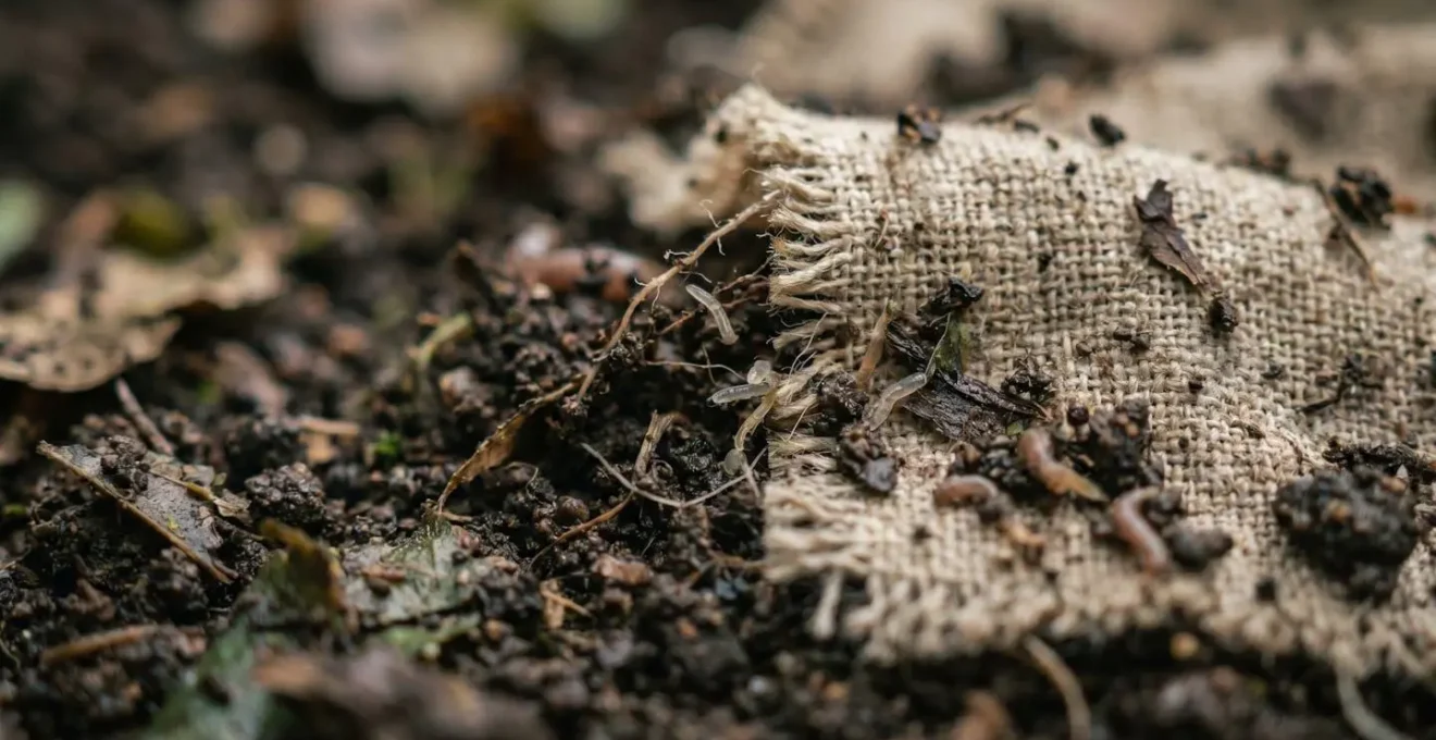 Close-up of natural fiber textile fabric decomposing in rich dark compost soil with visible organic matter