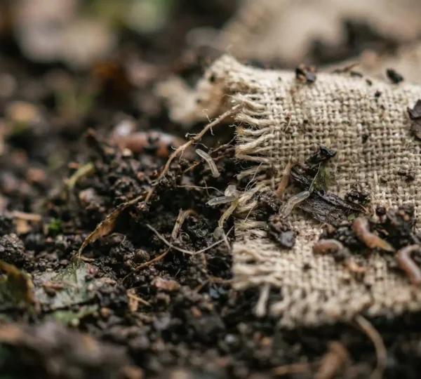 Close-up of natural fiber textile fabric decomposing in rich dark compost soil with visible organic matter