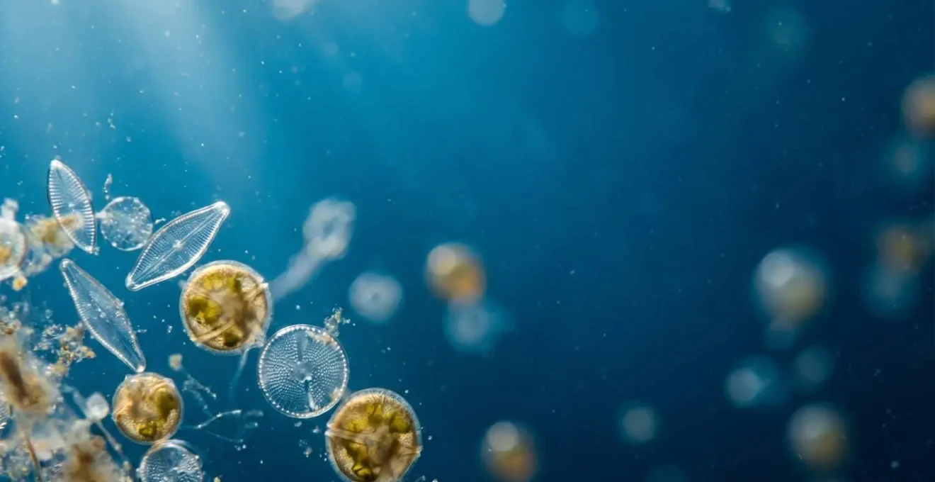 Microscopic phytoplankton organisms floating in sunlit ocean water producing oxygen through photosynthesis