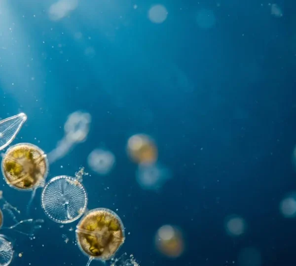 Microscopic phytoplankton organisms floating in sunlit ocean water producing oxygen through photosynthesis