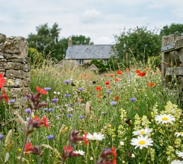 British native wildflower garden with diverse indigenous flora supporting pollinators in natural UK landscape
