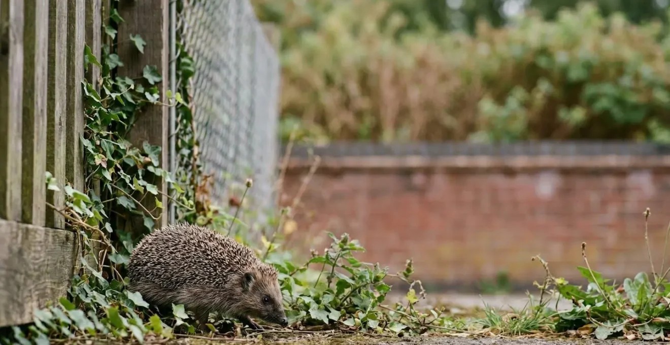 Wildlife moving through interconnected green spaces in an urban setting