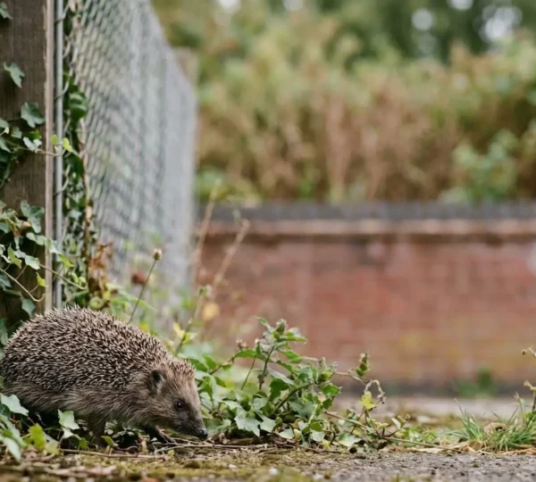 Wildlife moving through interconnected green spaces in an urban setting